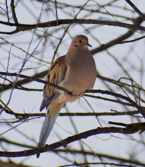 Mourning Dove photo: Janet Kreiger