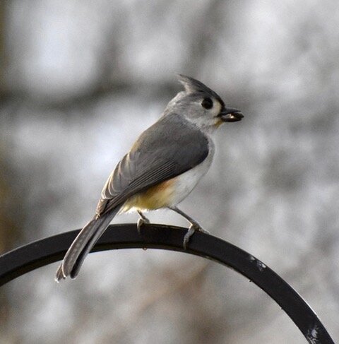 Tufted Titmouse Photo: Janet Kreiger
