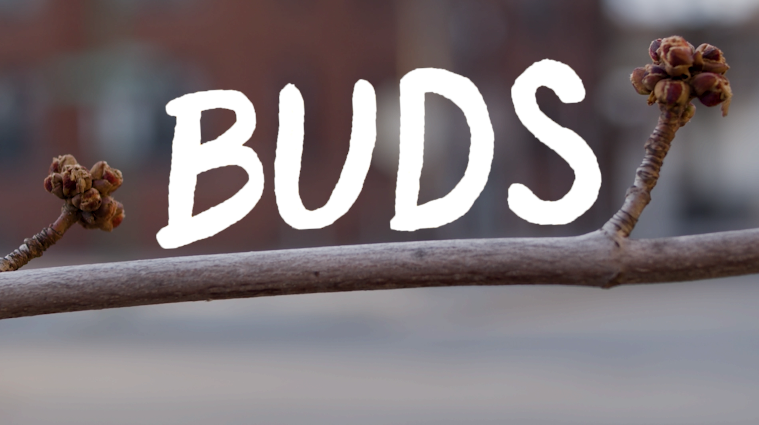 BUDS - ep. 1