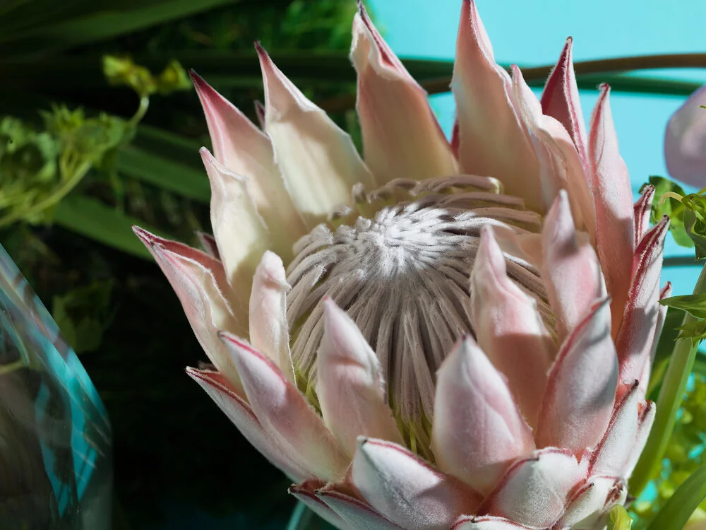 Flower4_0072 (1).jpeg