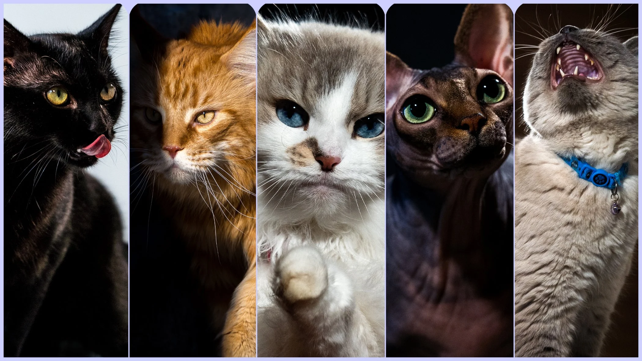 catsbanner1.jpg
