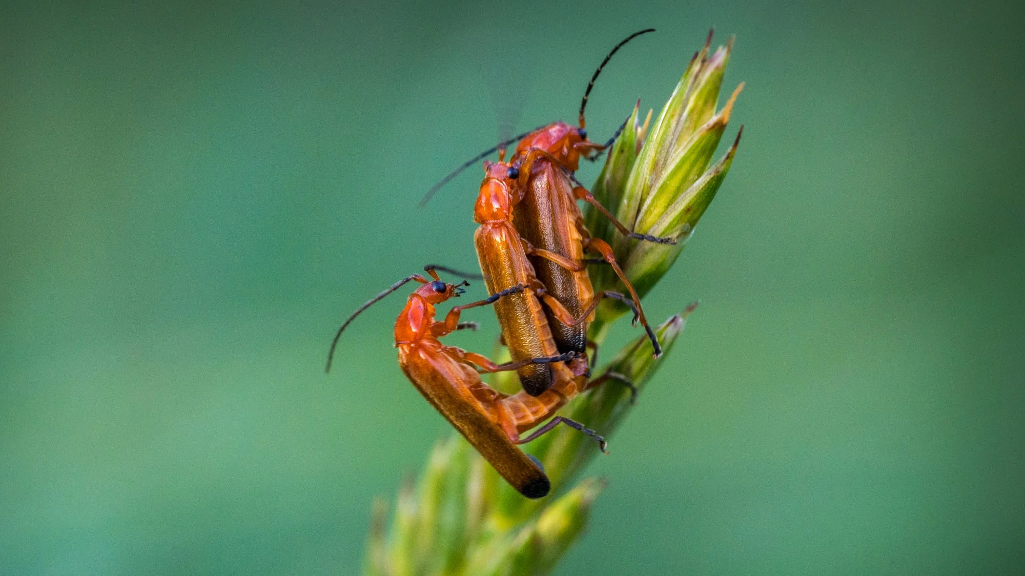insect4.jpg