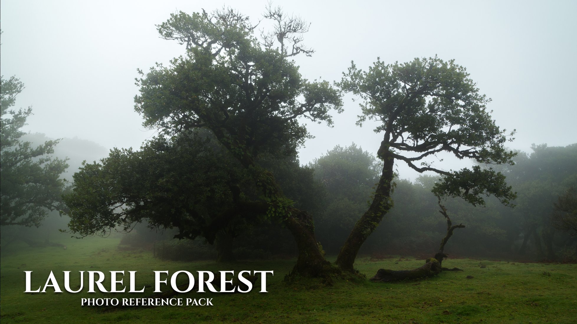 LAURELFORESTBANNER4.jpg