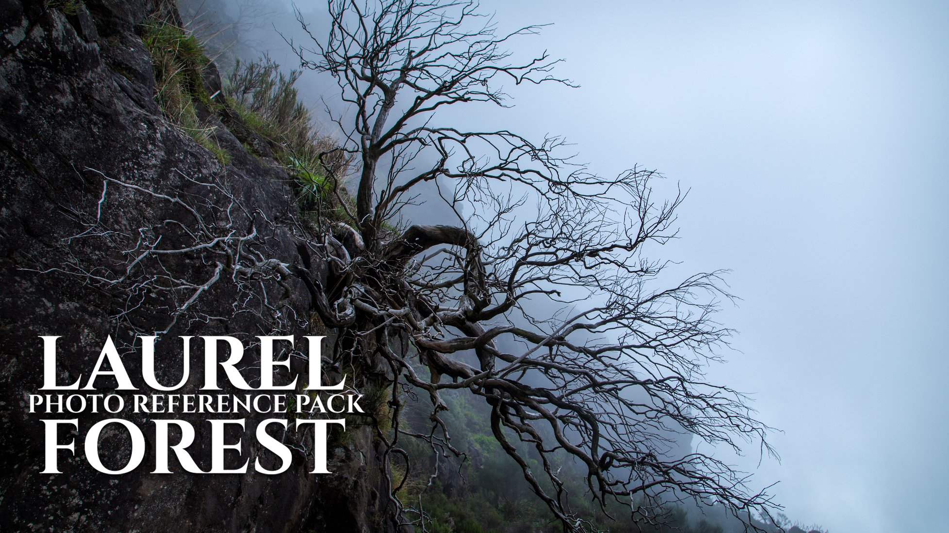 LAURELFORESTBANNER2.jpg