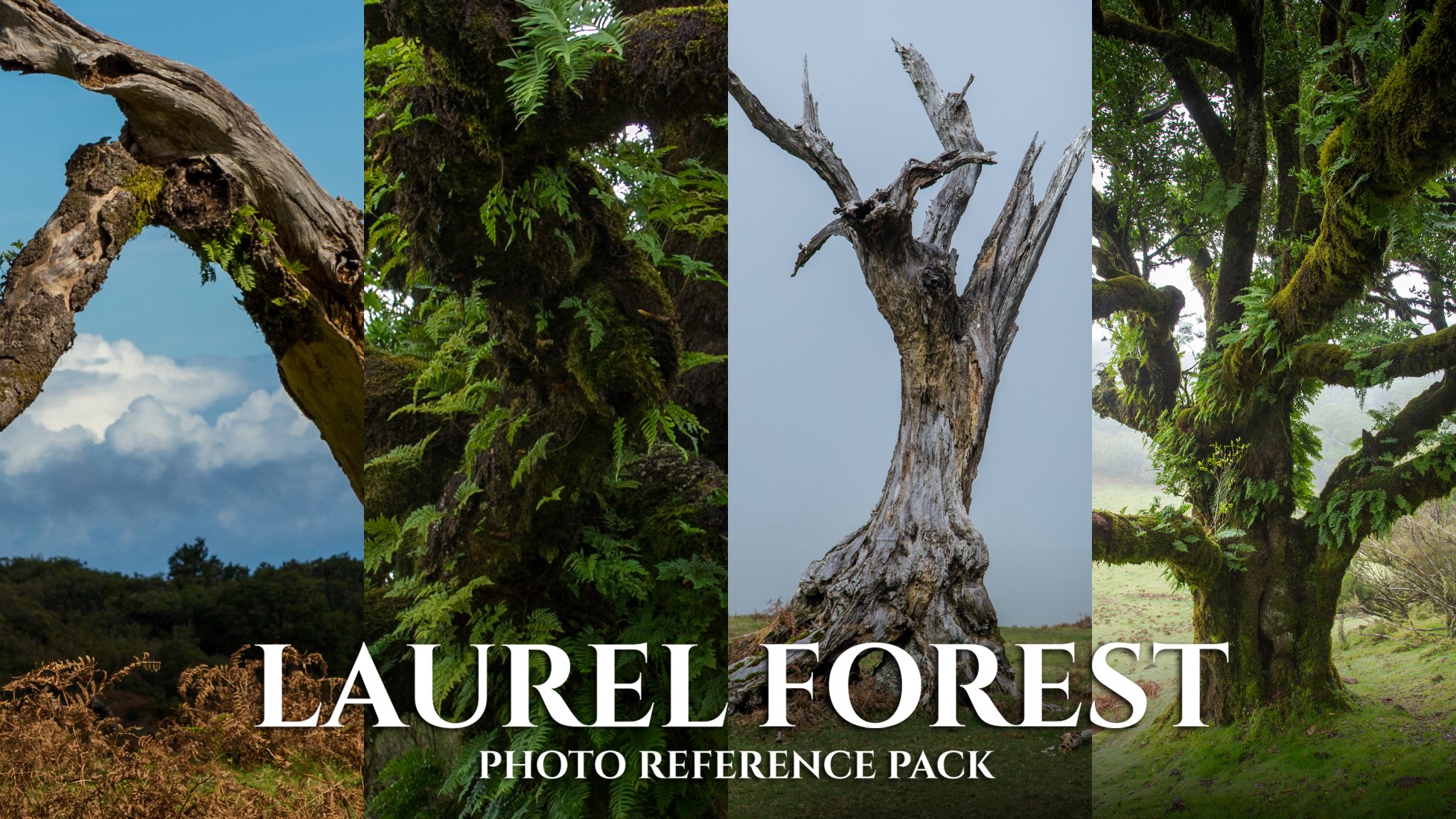 LAURELFORESTBANNER3.jpg
