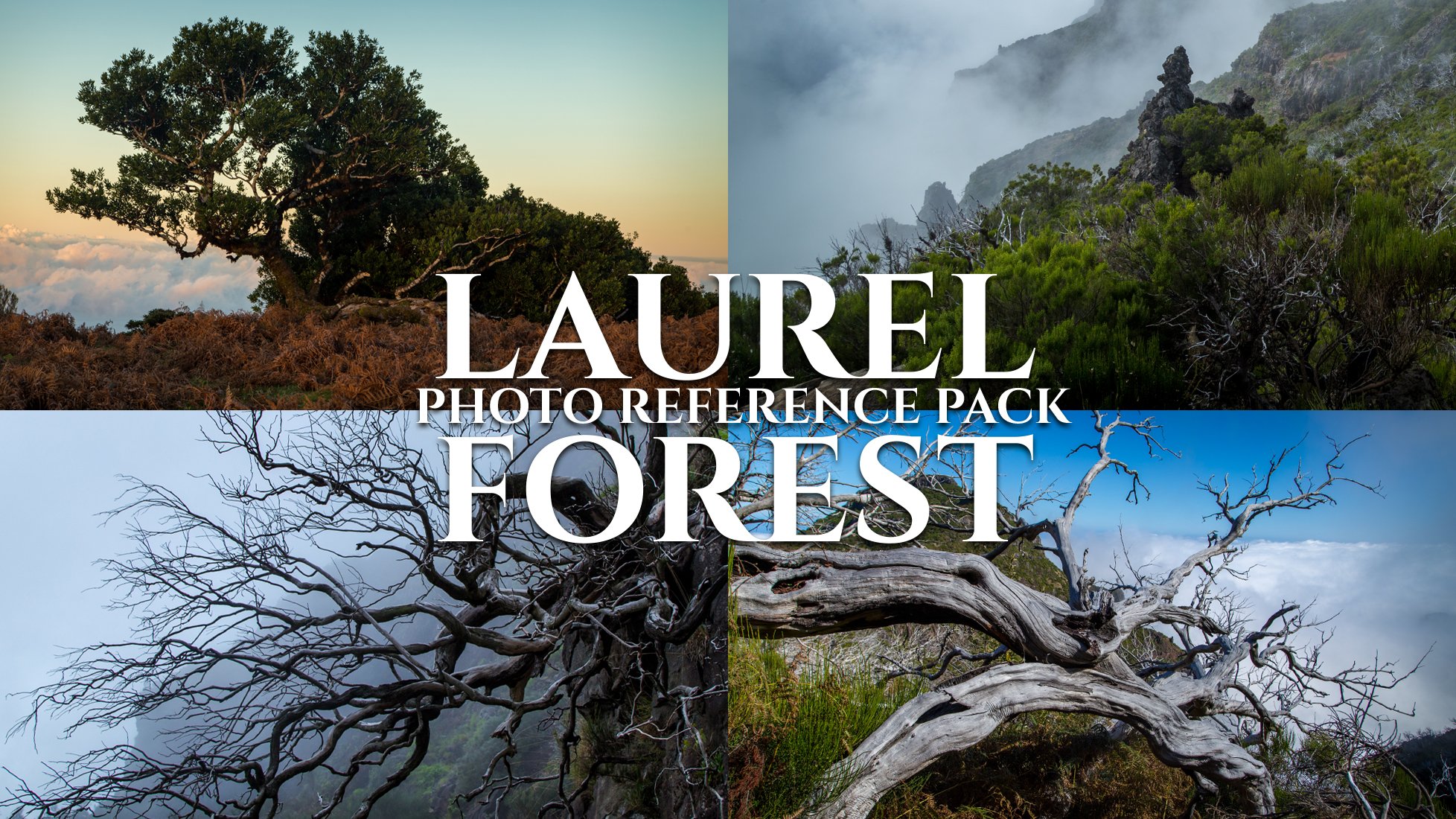 LAURELFORESTBANNER1.jpg