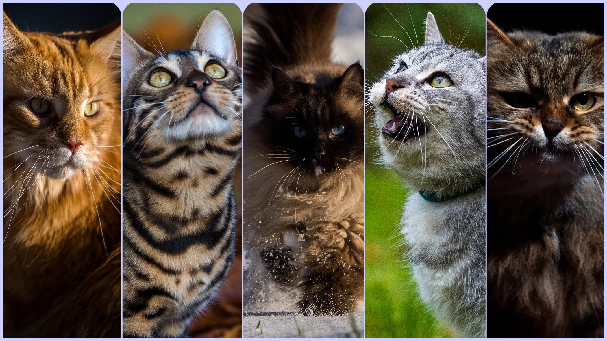 catsbanner3.jpg