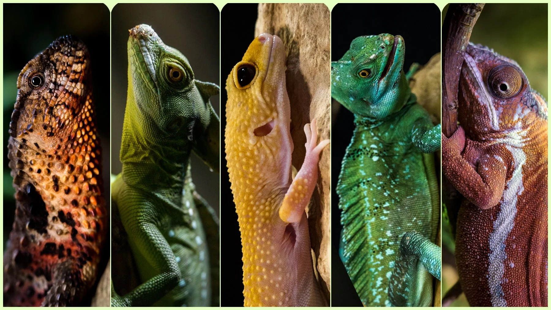 Animalbasebanner3.jpg