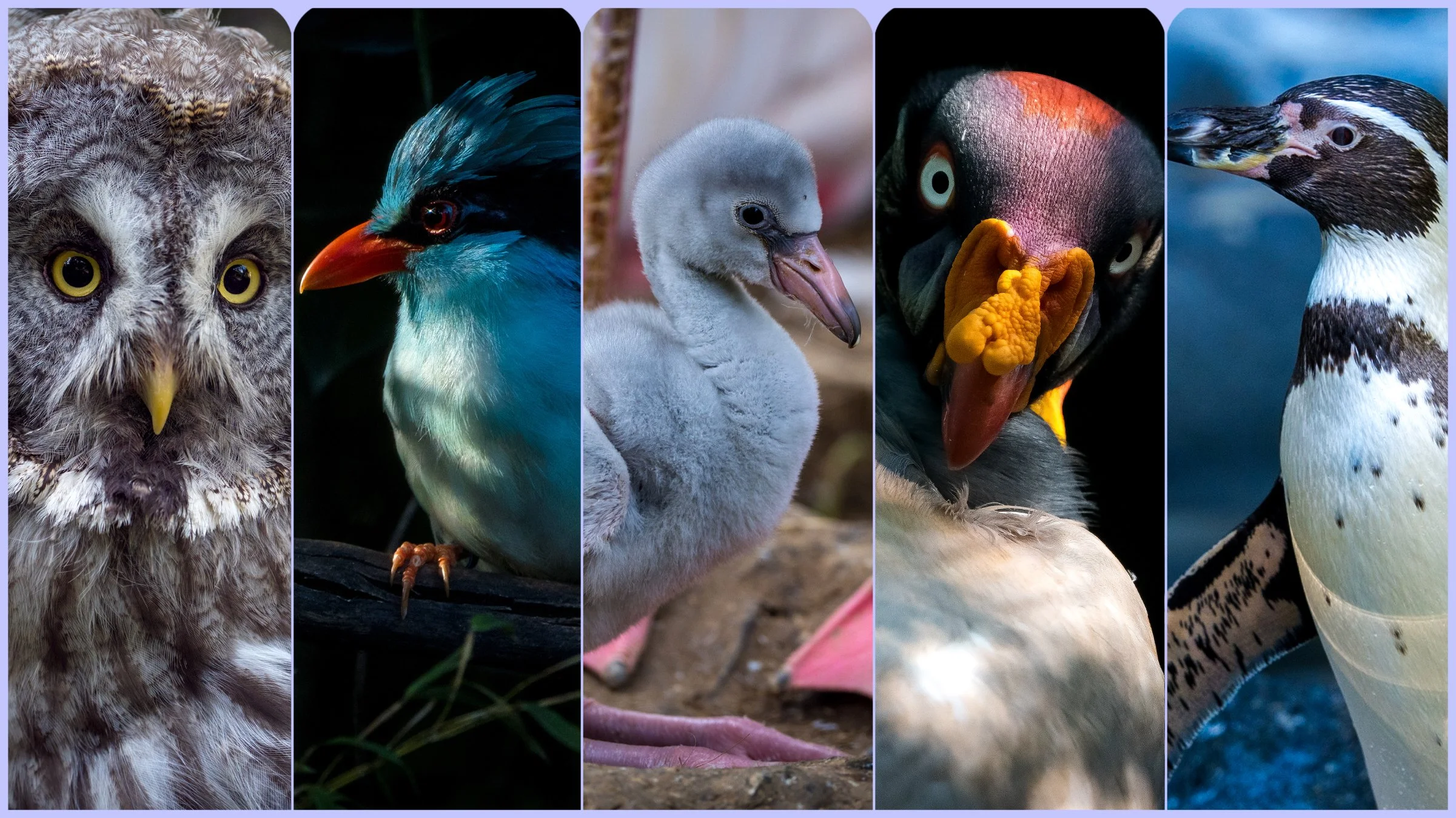 birdsbanner011.jpg