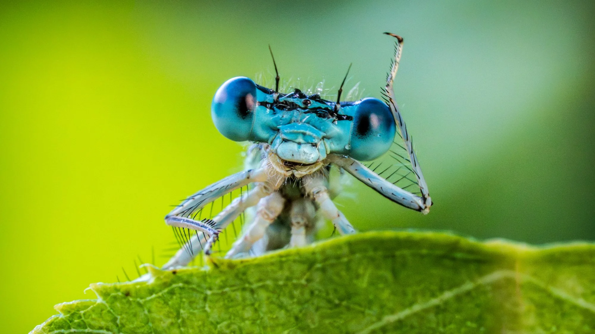 insect2.jpg