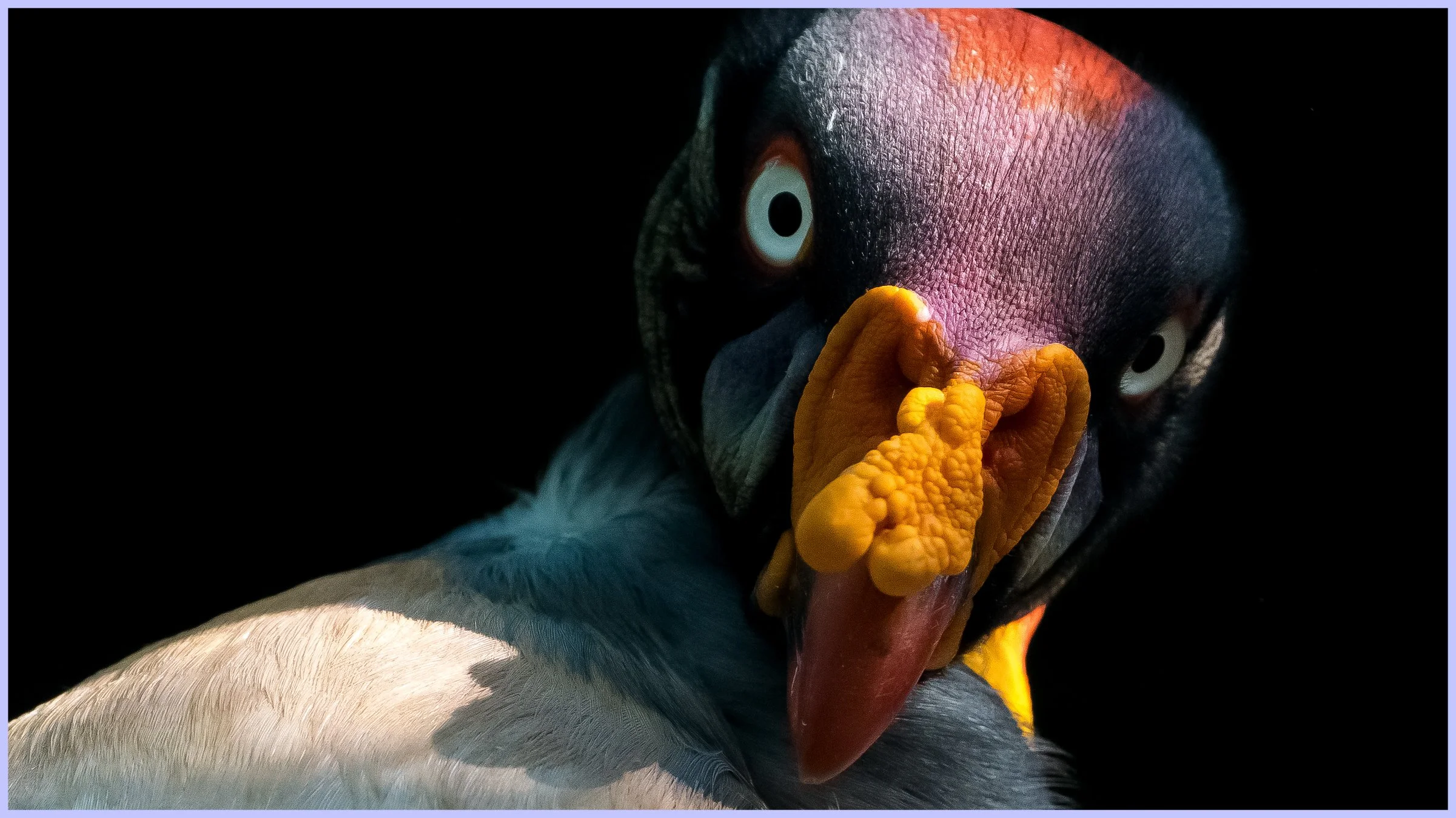 birdsbanner1.jpg