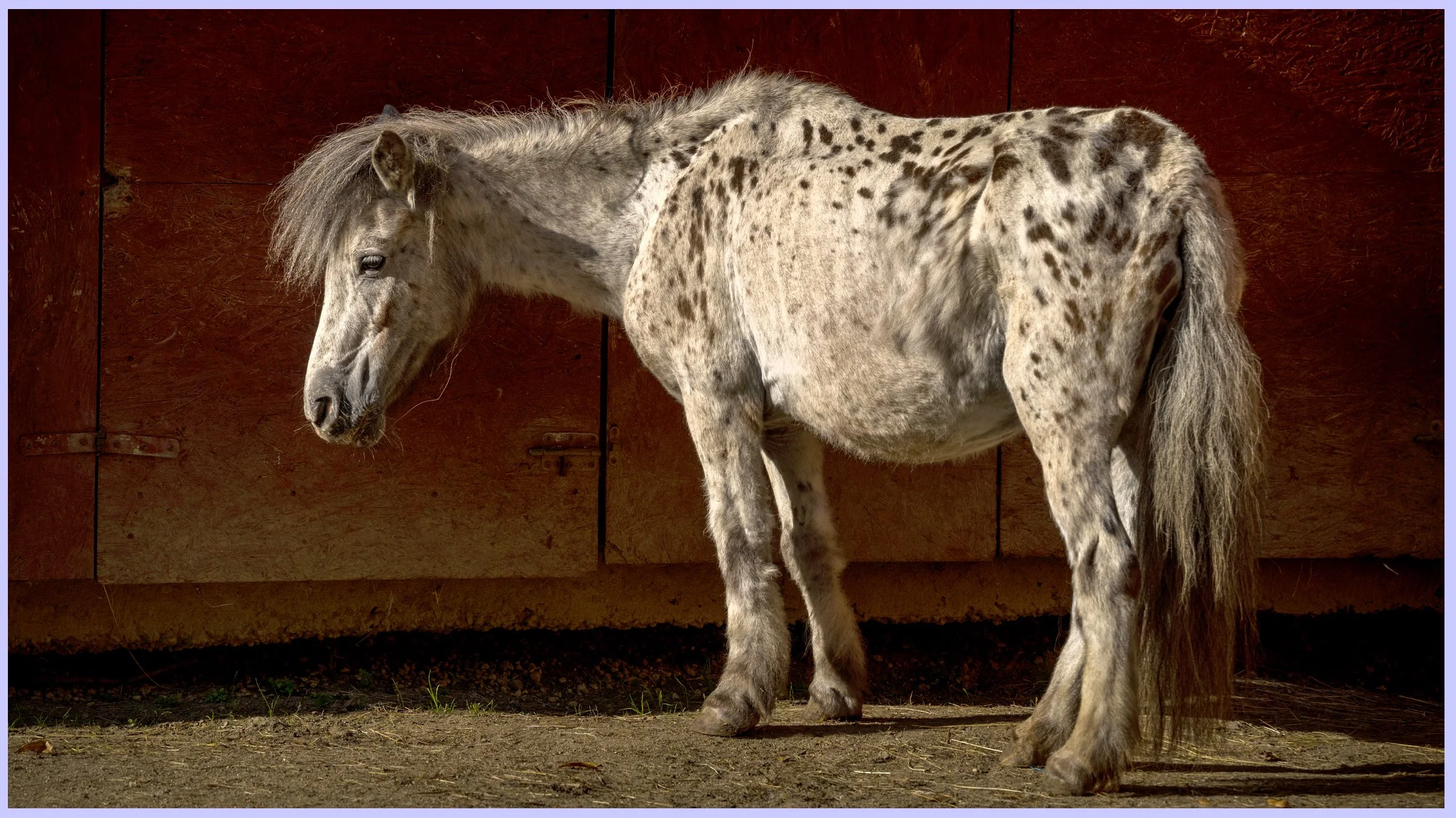 horsesbanner1.jpg