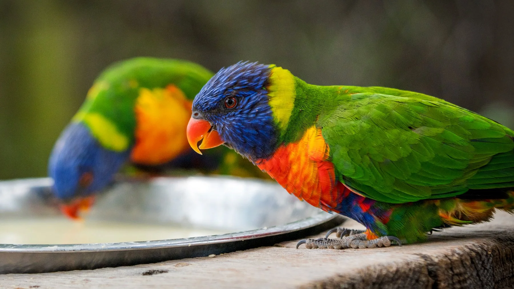 parrotsbanner5.jpg