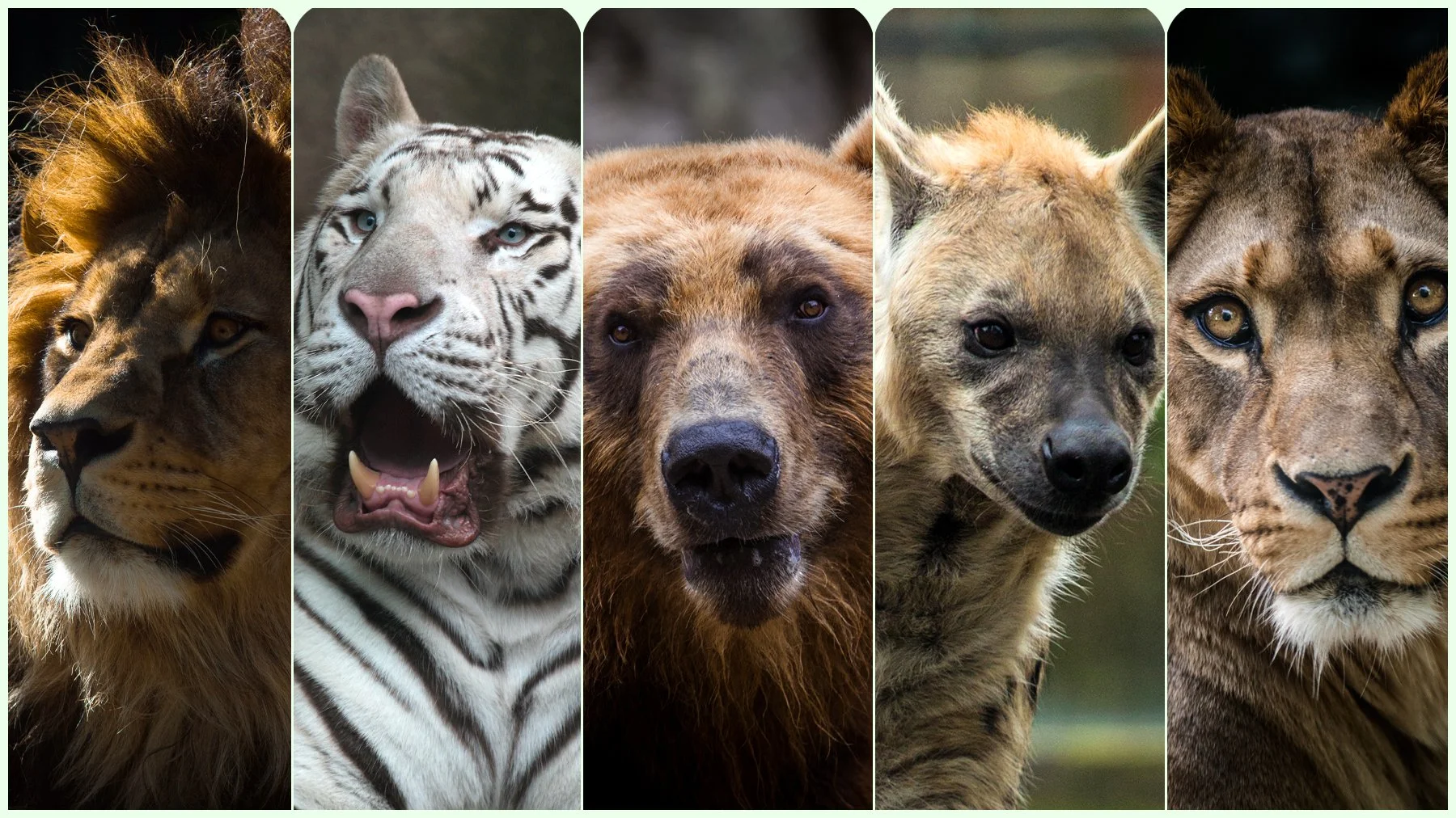 beastsofprey1.jpg