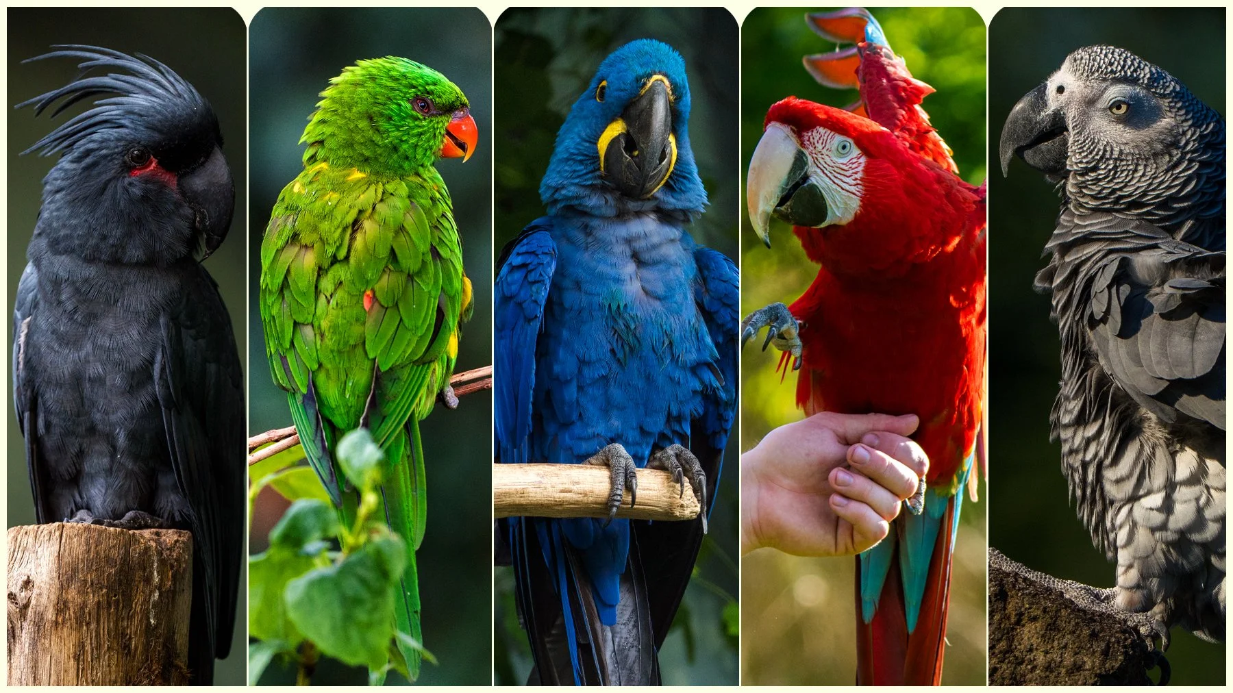 Parrots- Reference Pack For Artists 365 JPEGs noAI