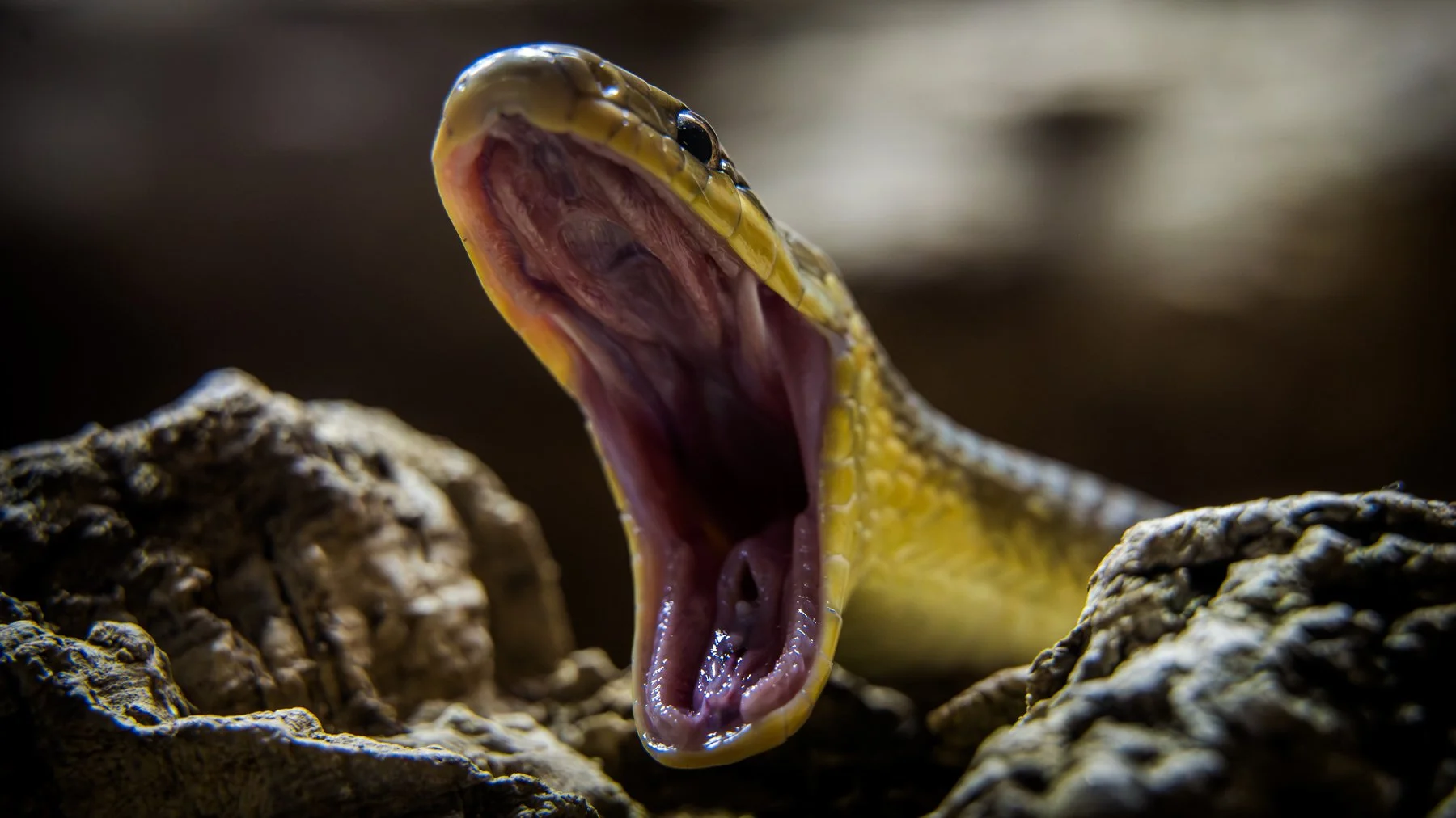 snaklizard4.jpg
