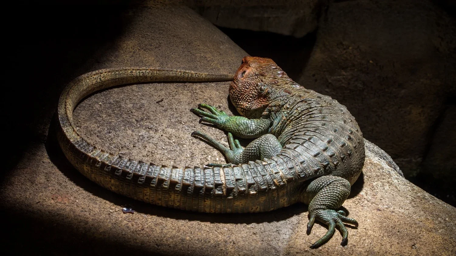 Amphibiansbanner2.webp