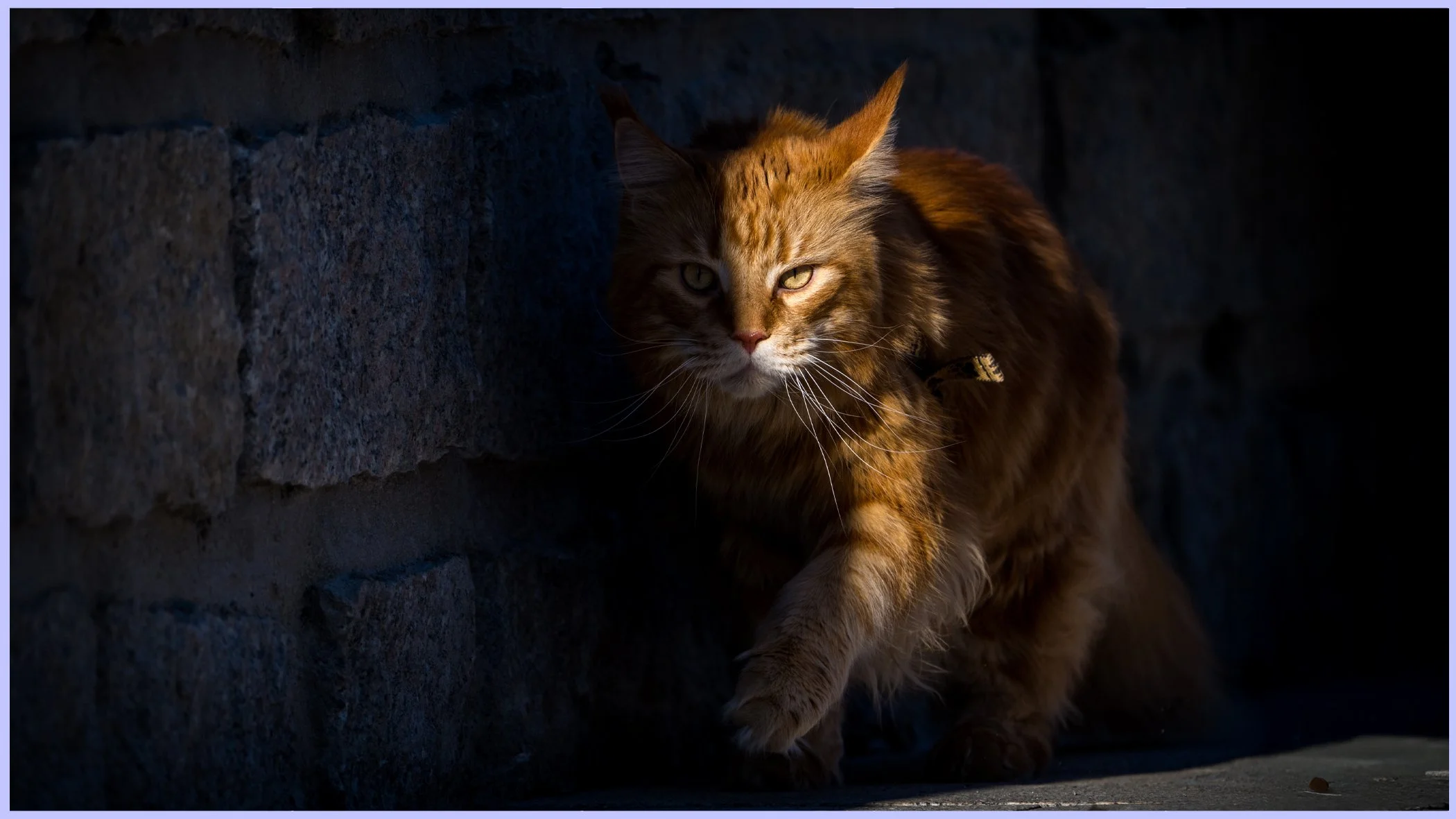 catsbanner5.jpg