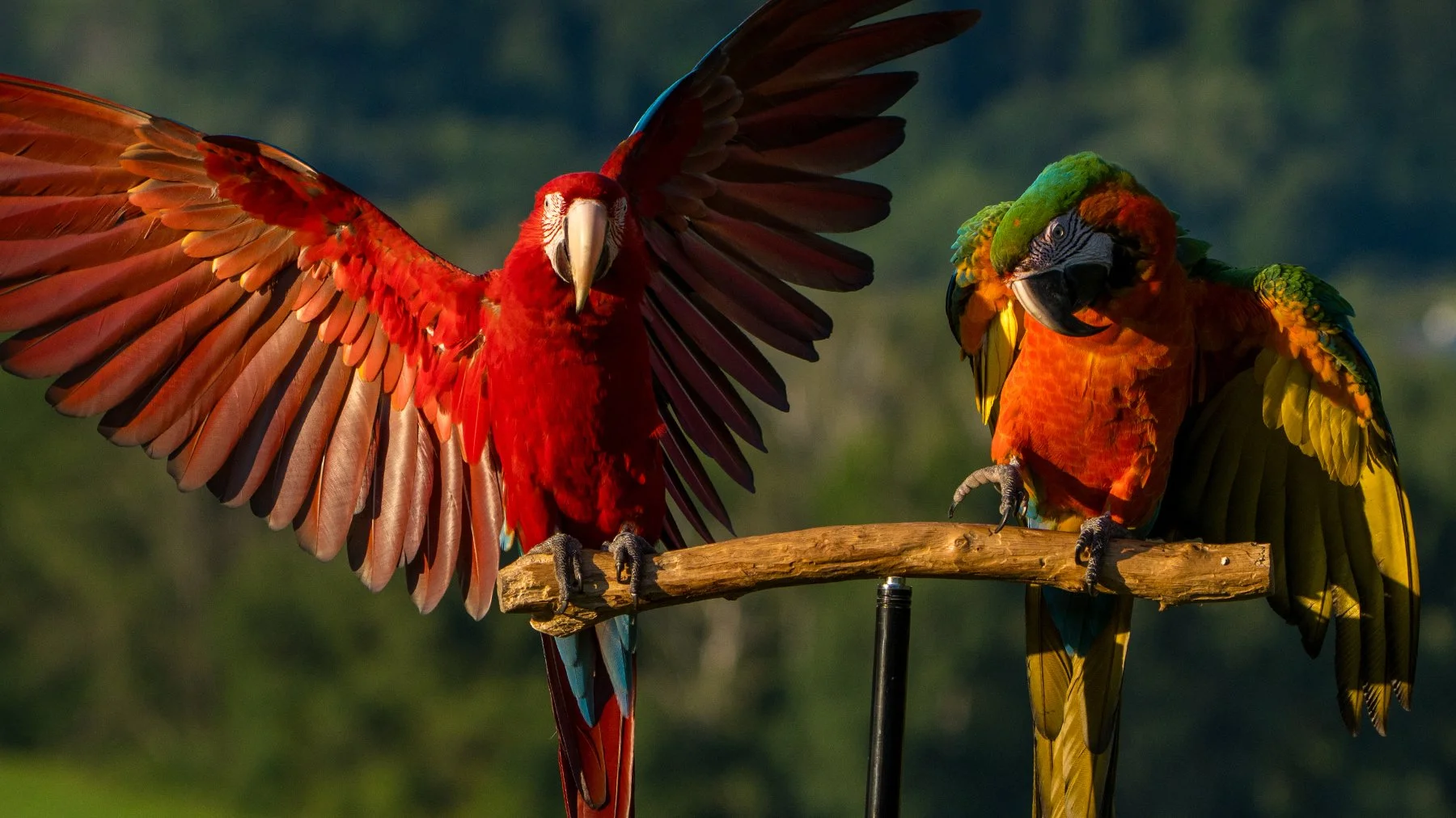 parrotsbanner3.jpg