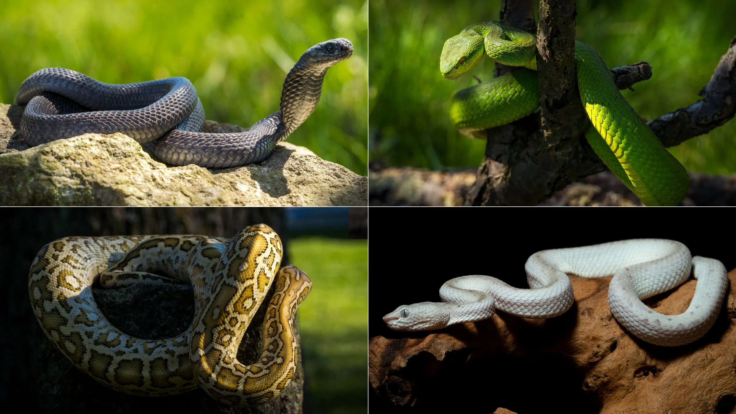 snaklizard5.jpg