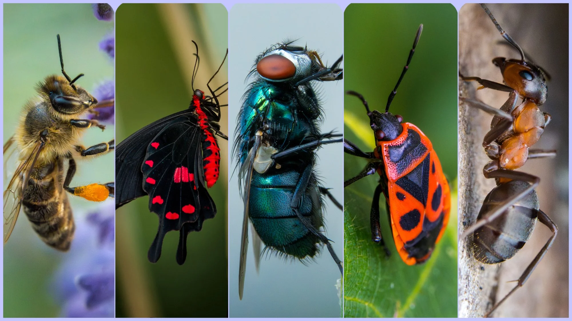 insect1.jpg