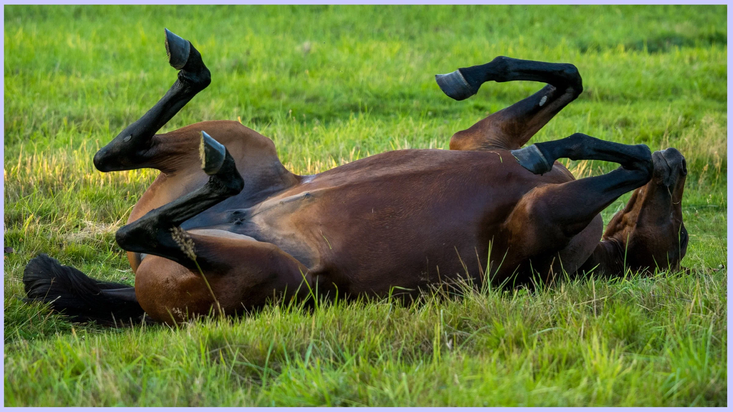 horsesbanner3.jpg