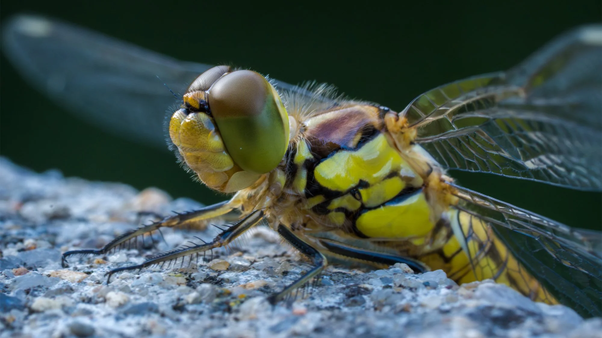 insect5.jpg