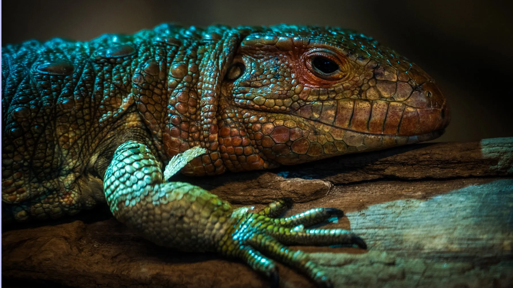 snaklizard0.jpg