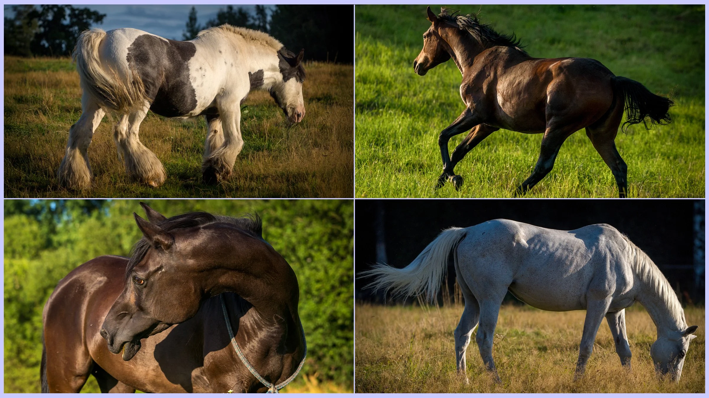 horsesbanner2.jpg