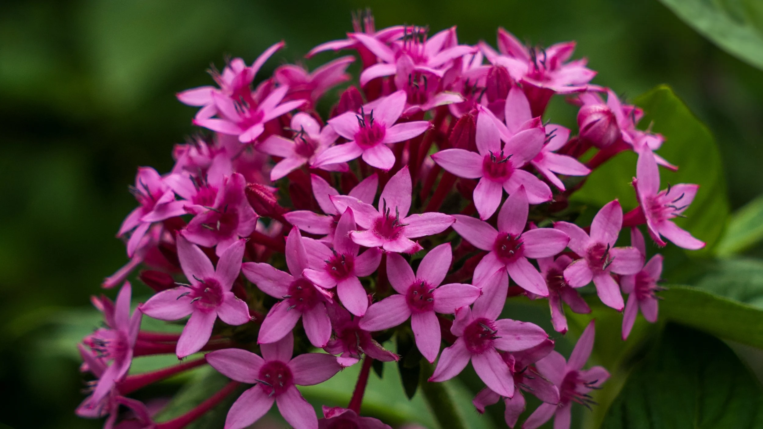 flowerbanner5.jpg