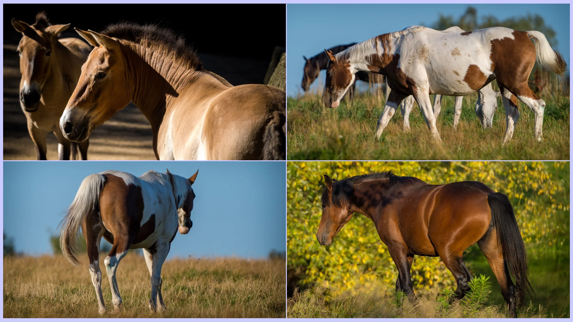 horsesbanner4.jpg