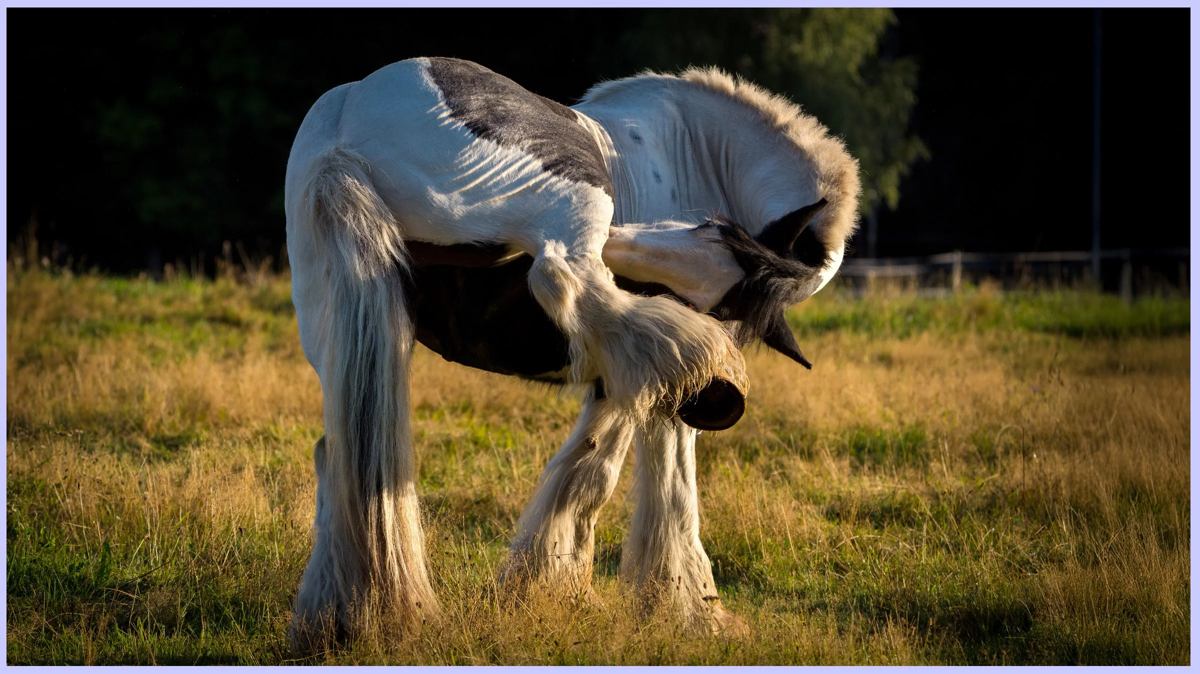 horsesbanner6.jpg