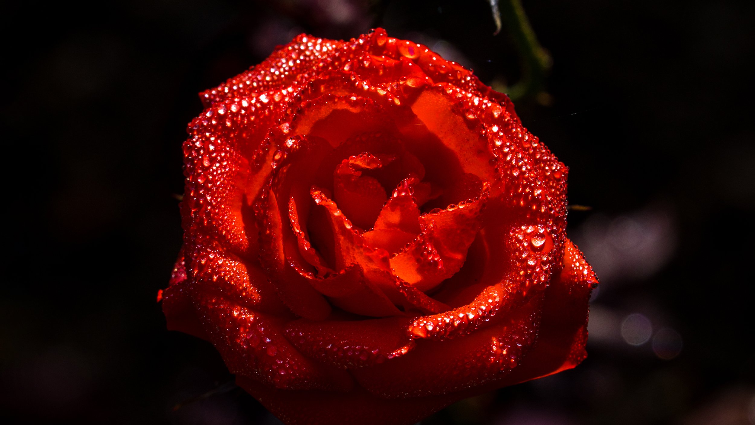 flowerbanner2.jpg