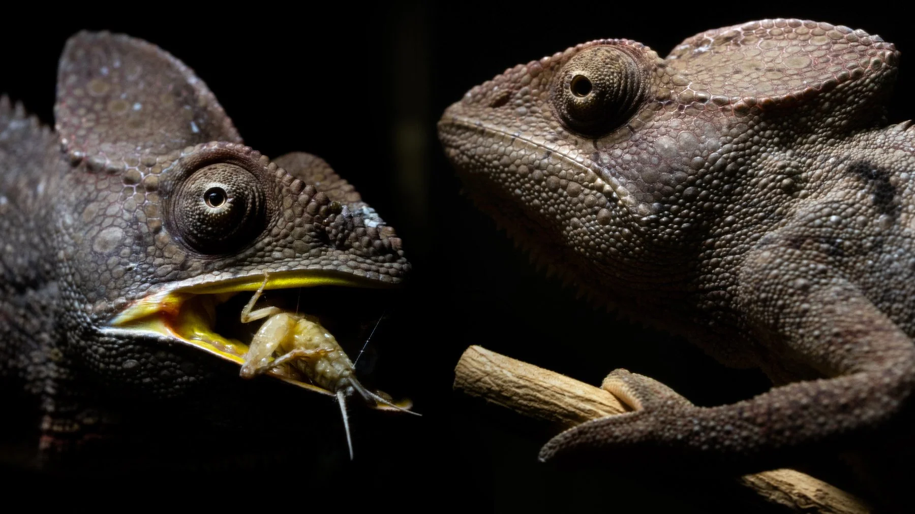 Animalbase banner3.jpg