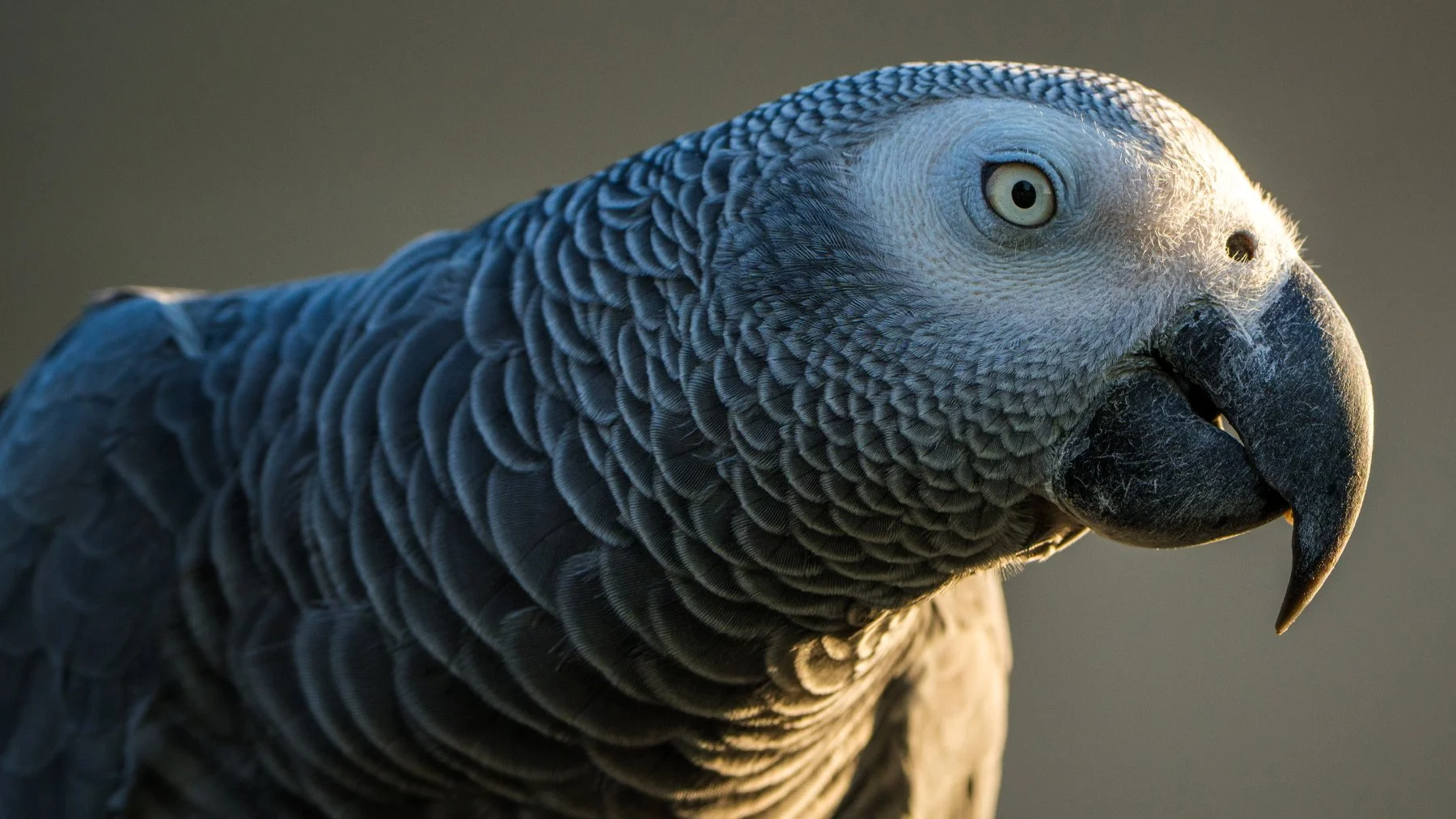 parrotsbanner0.jpg