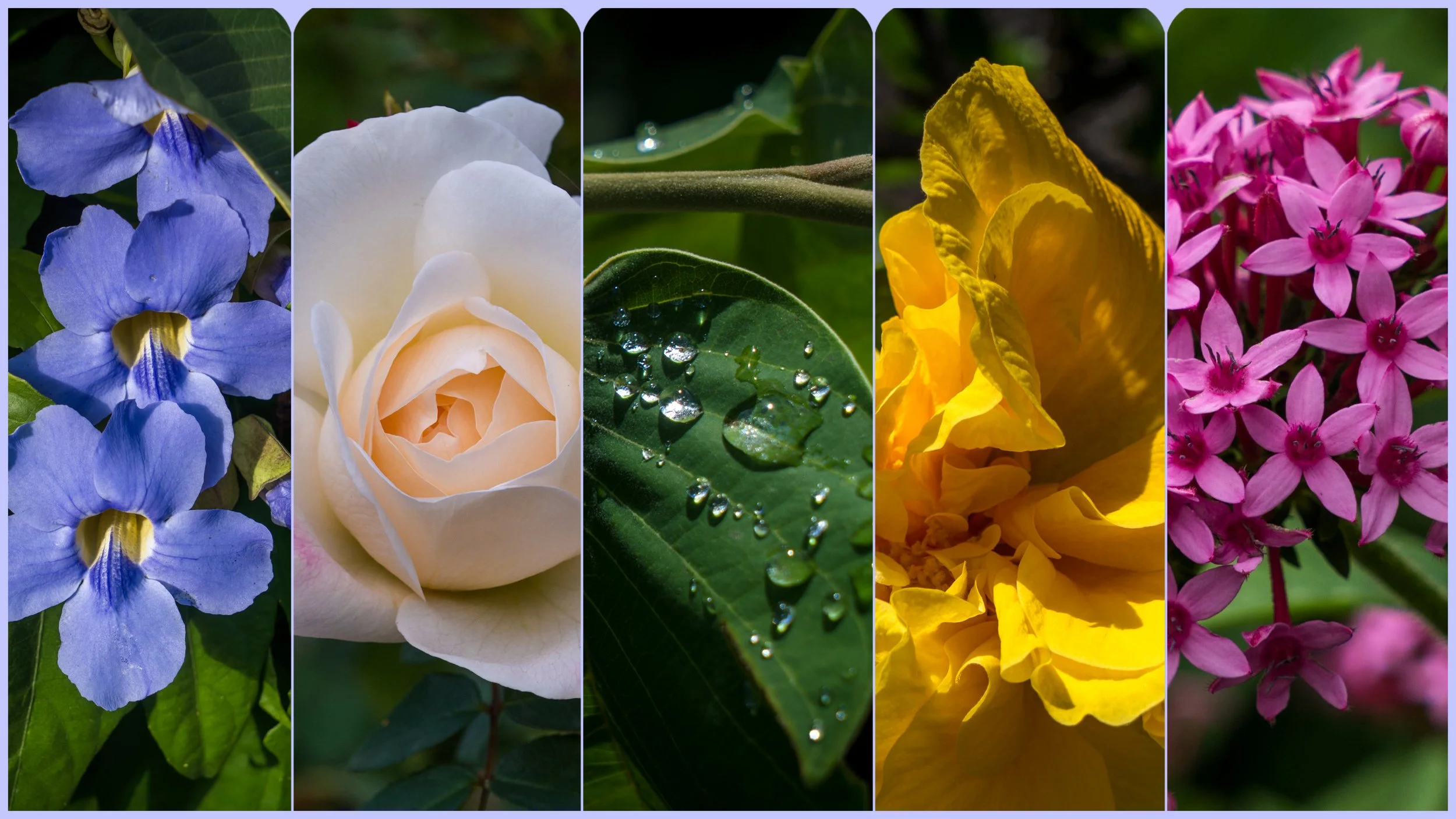 flowerbanner3.jpg