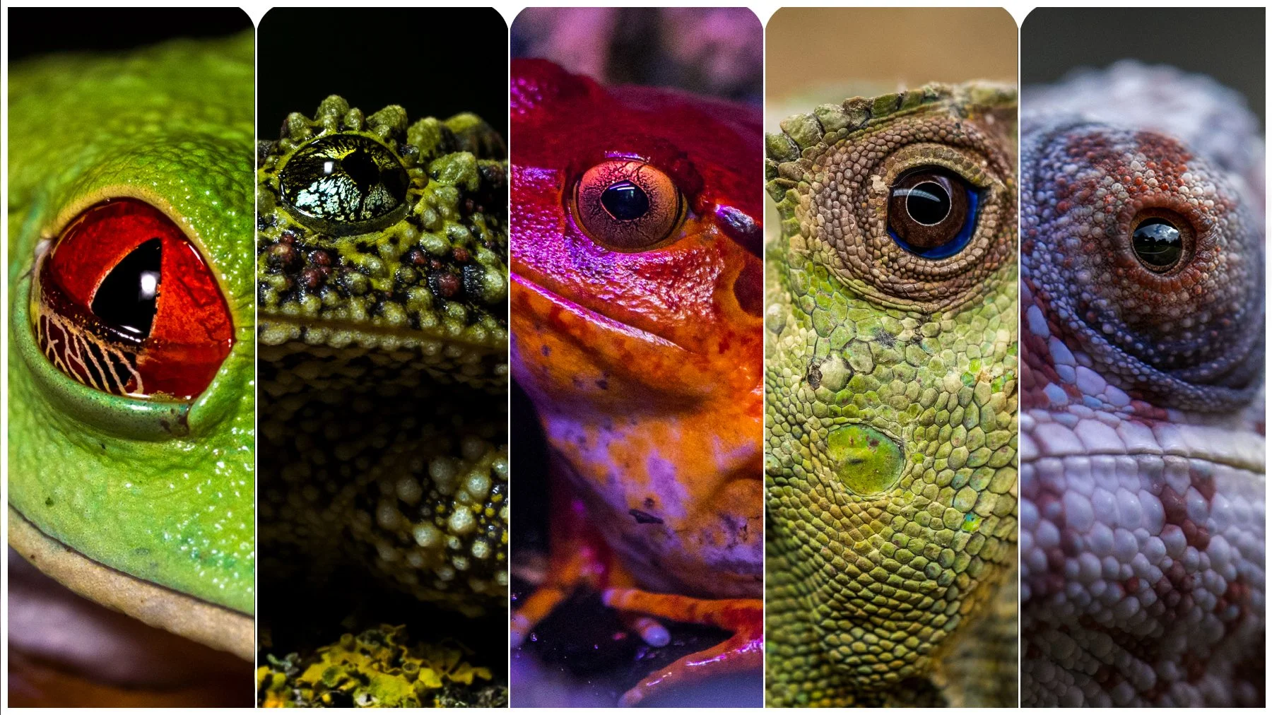 Chameleons and Frogs- Referecne Photo Pack For Artists 383 JPEGs noAI