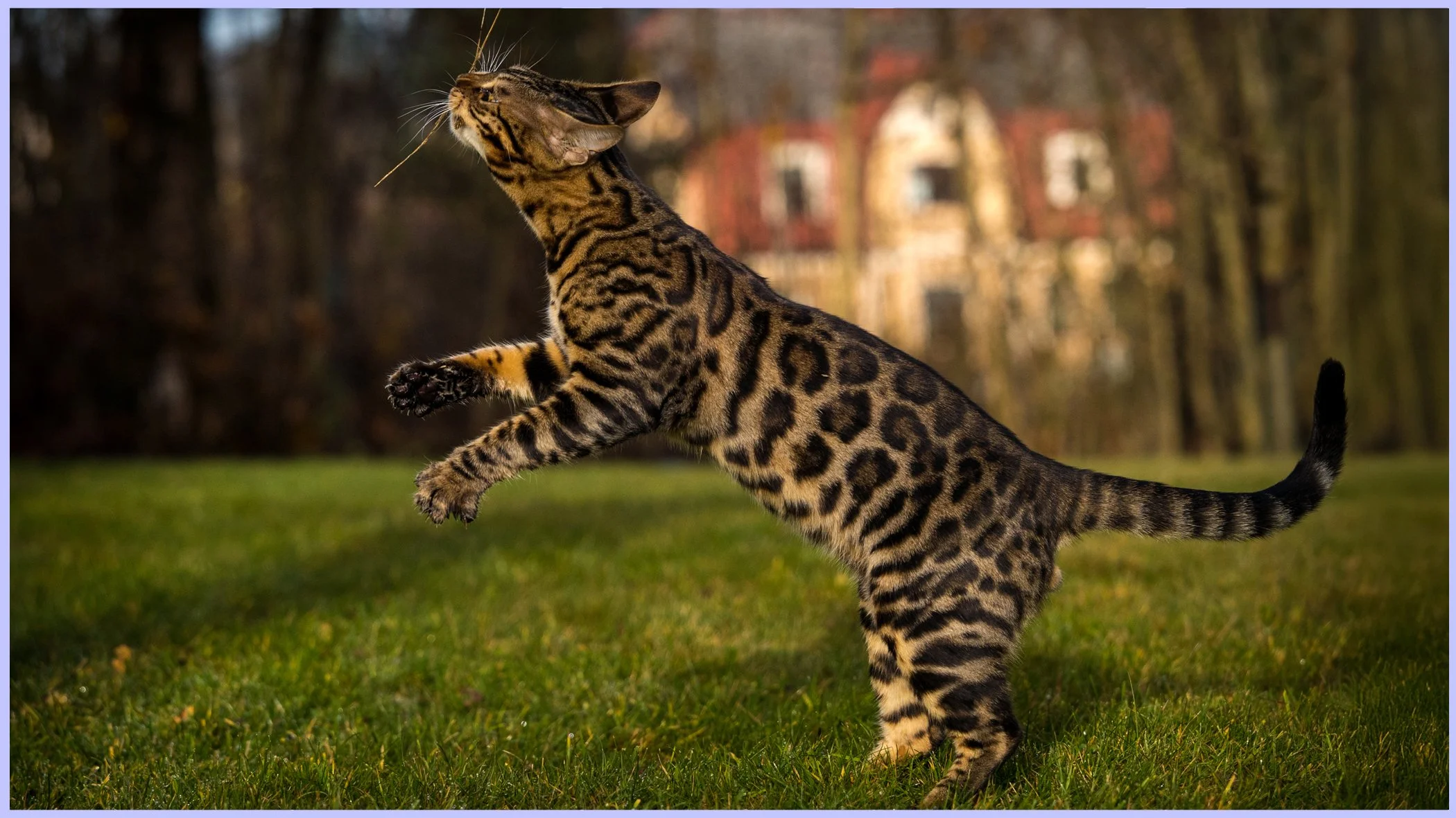 catsbanner4.jpg