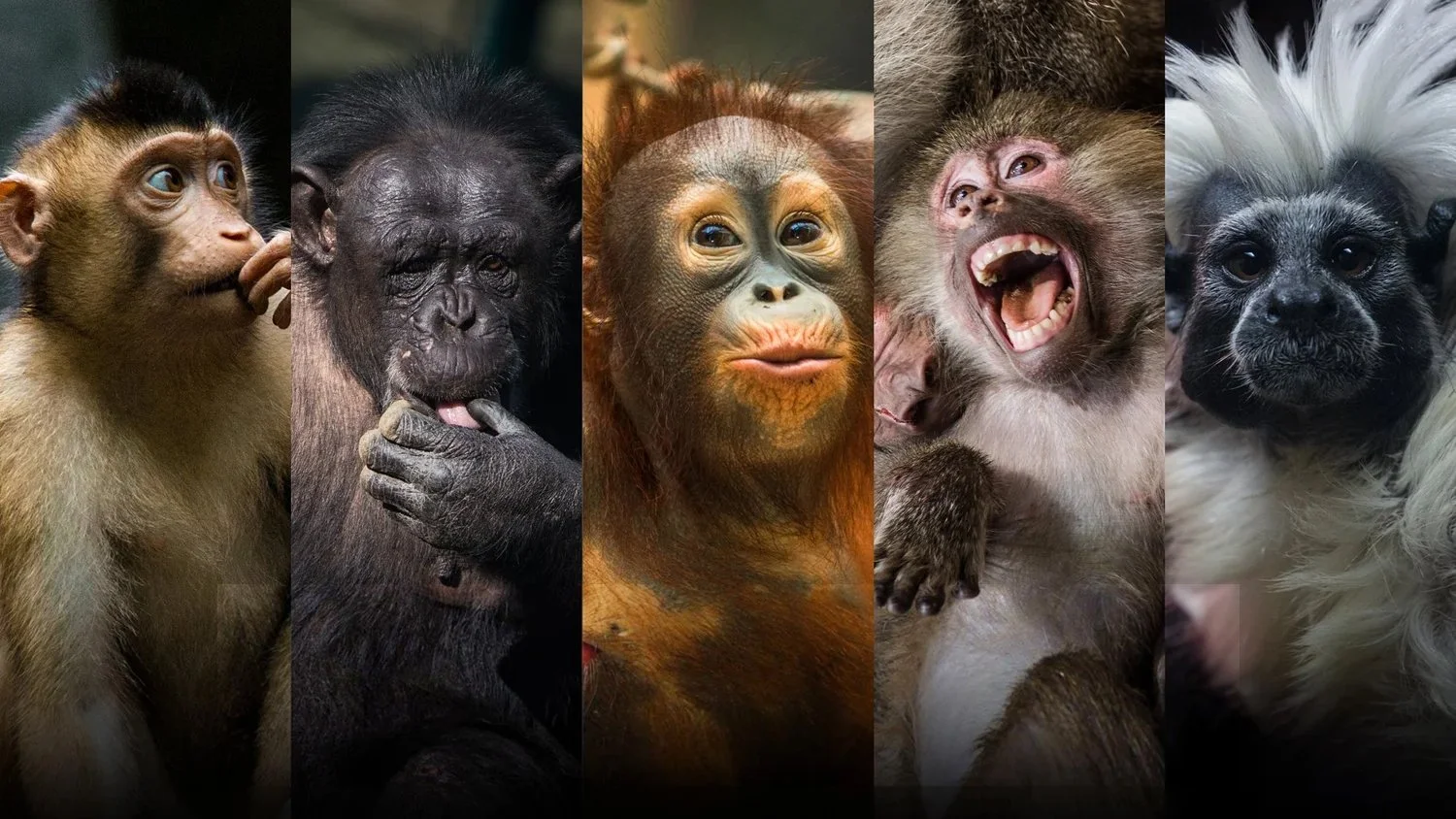 Monkeys - Photo Reference Pack For Artists 159 JPEGs