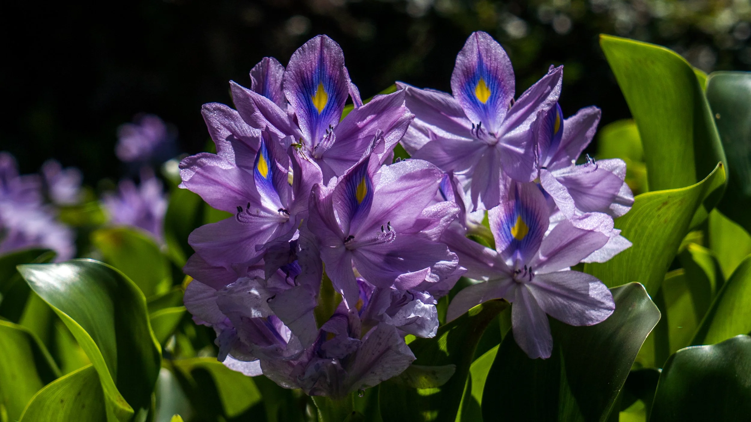 flowerbanner4.jpg