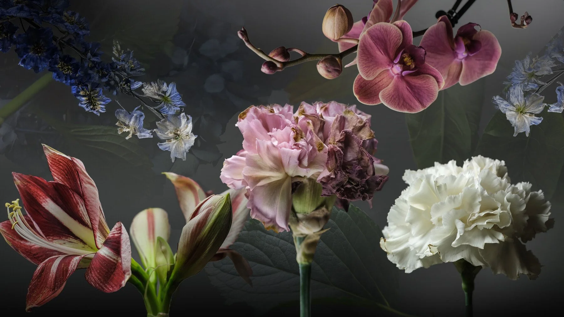 (A)Flowers - Reference Photo Pack For Artists 1270 JPEGs