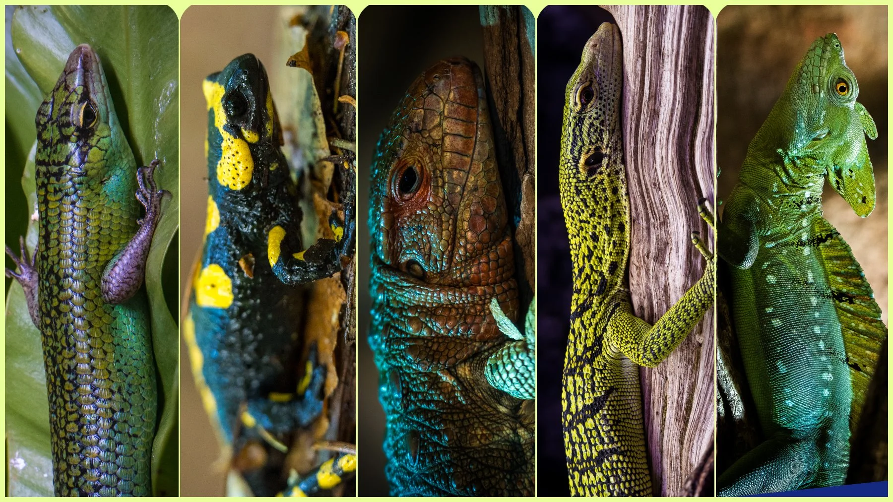 snaklizard3.jpg