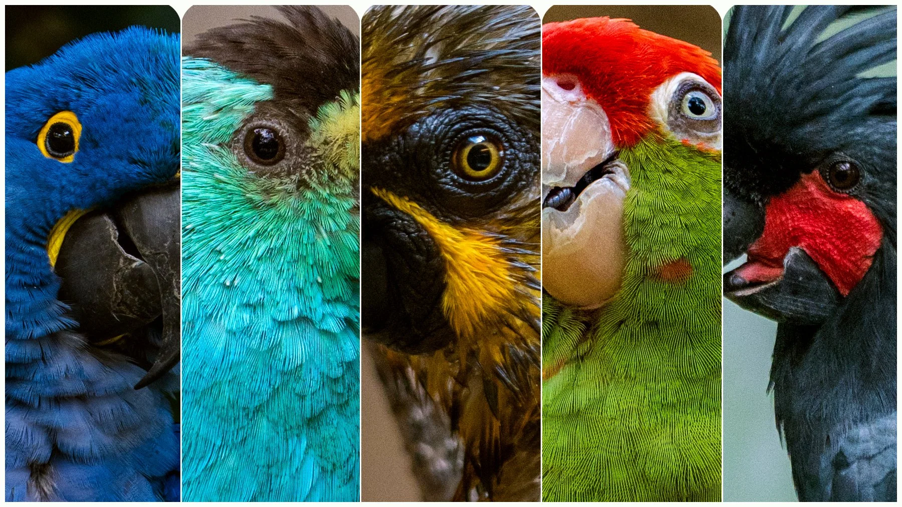 parrotsbanner4.jpg
