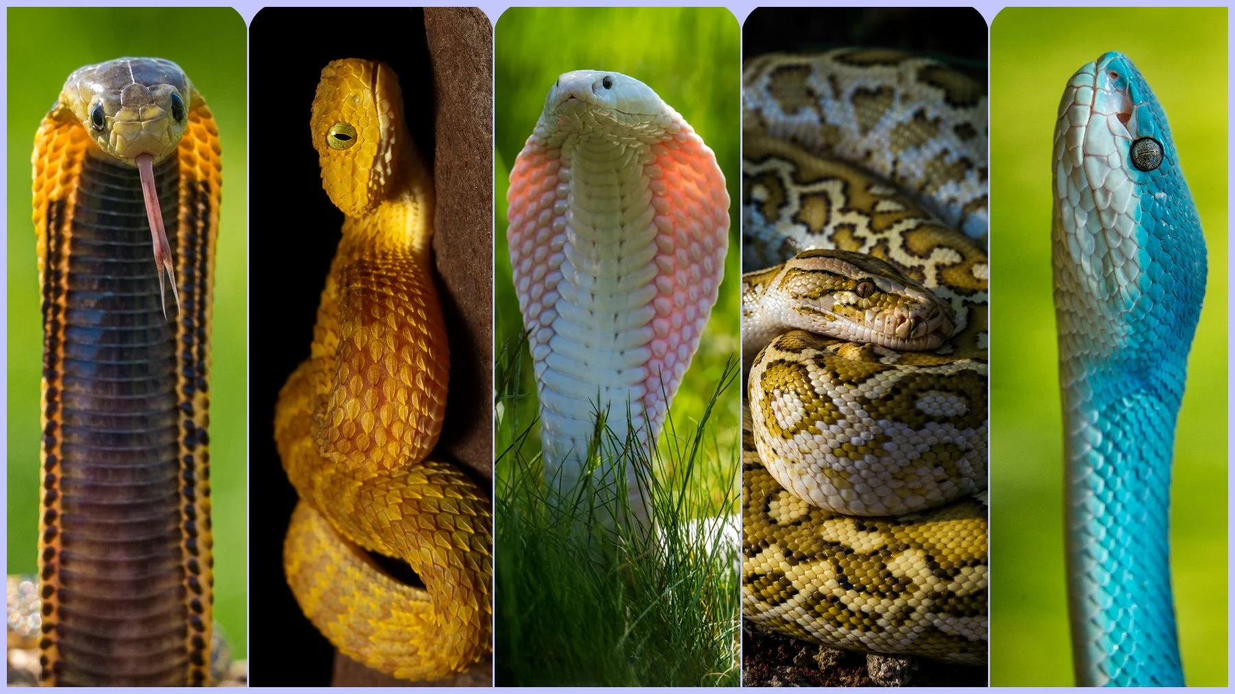 snaklizard6.jpg