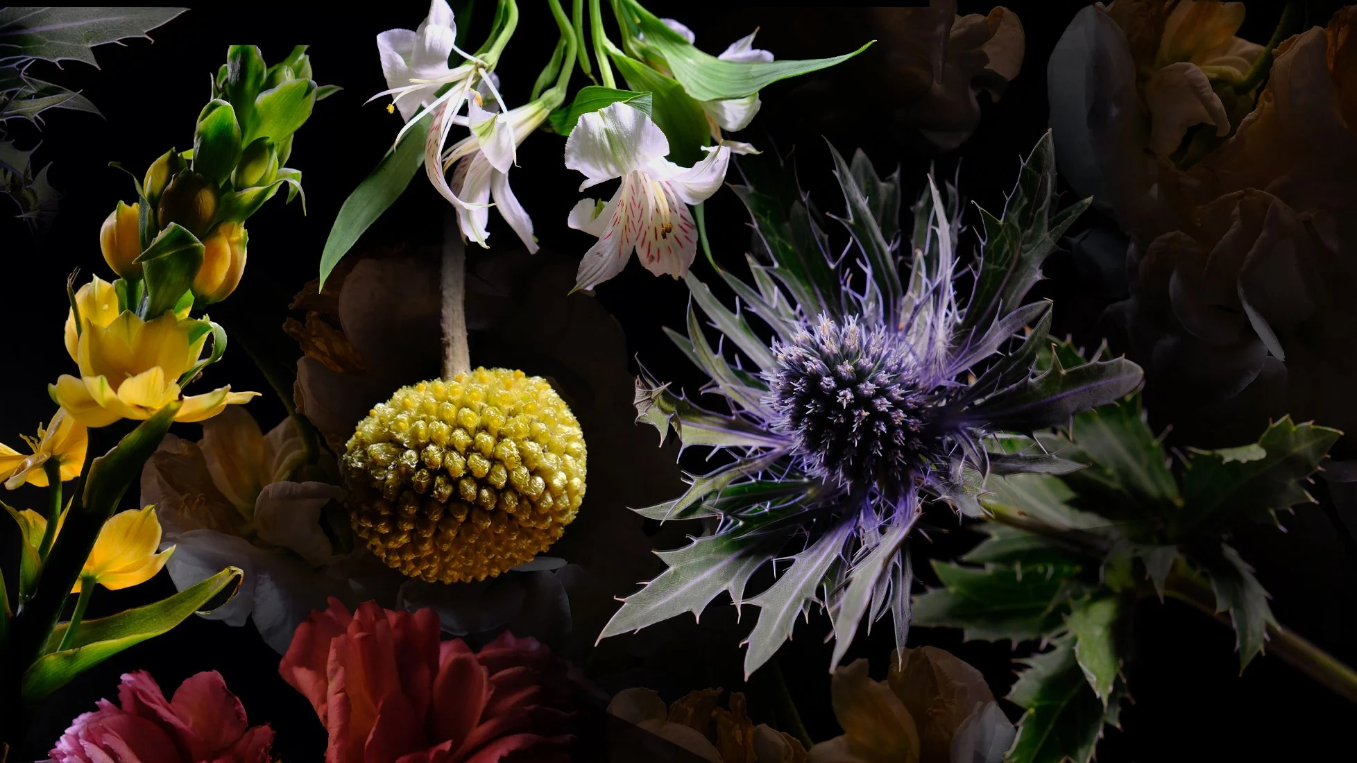 (A)Flowers vol.2 - Reference Photo Pack For Artists 1035 JPEGs