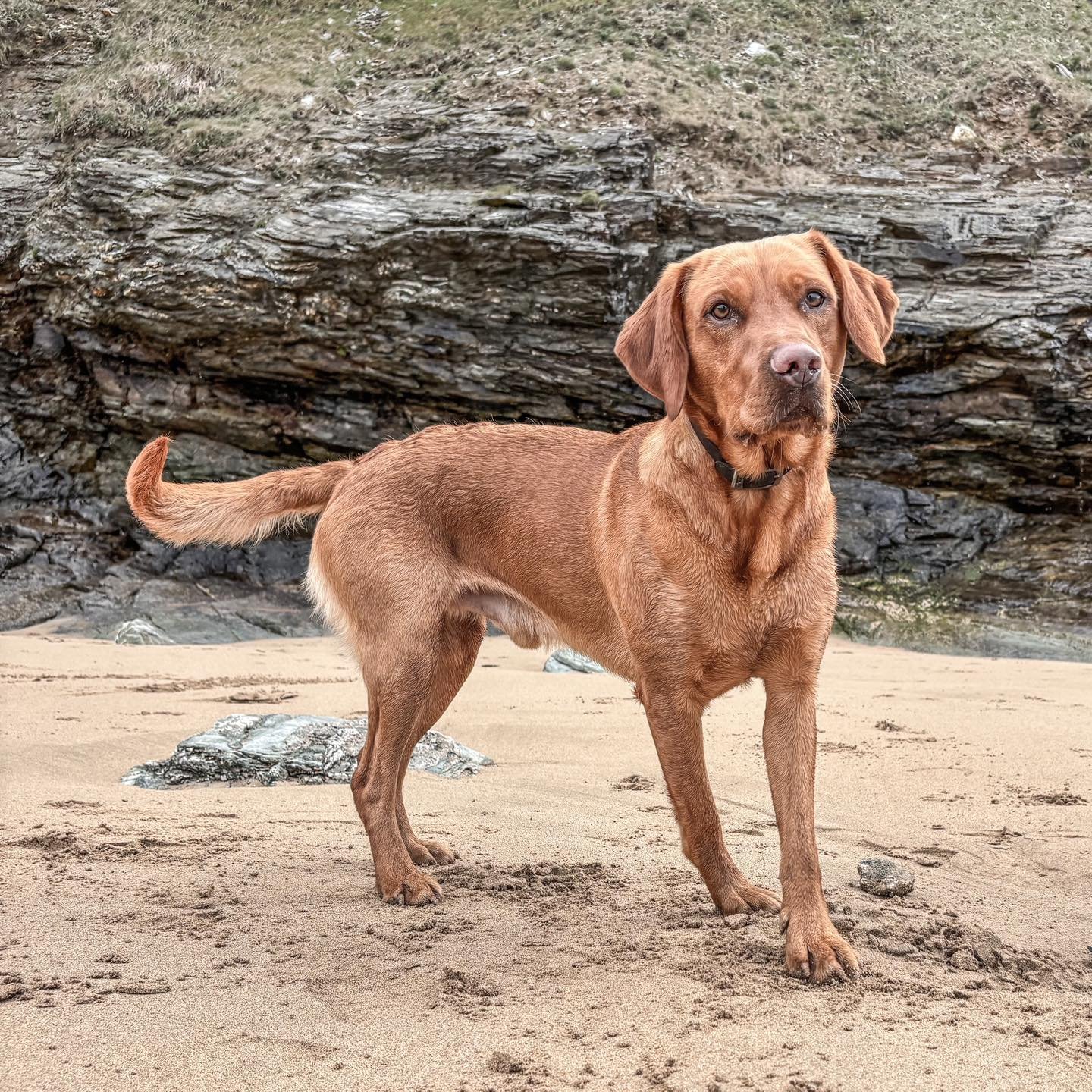 No worries about dog-friendly beaches! Cornwall has paw-some beaches that love our furry friends! Visit our blog for the scoop on our top picks! 🐾🏖️ 

#DoggyBeachBliss #PawsAndRelax #CornwallCanines #BeachBumPups #SandyPaws #WoofingWaves #FurAndSan