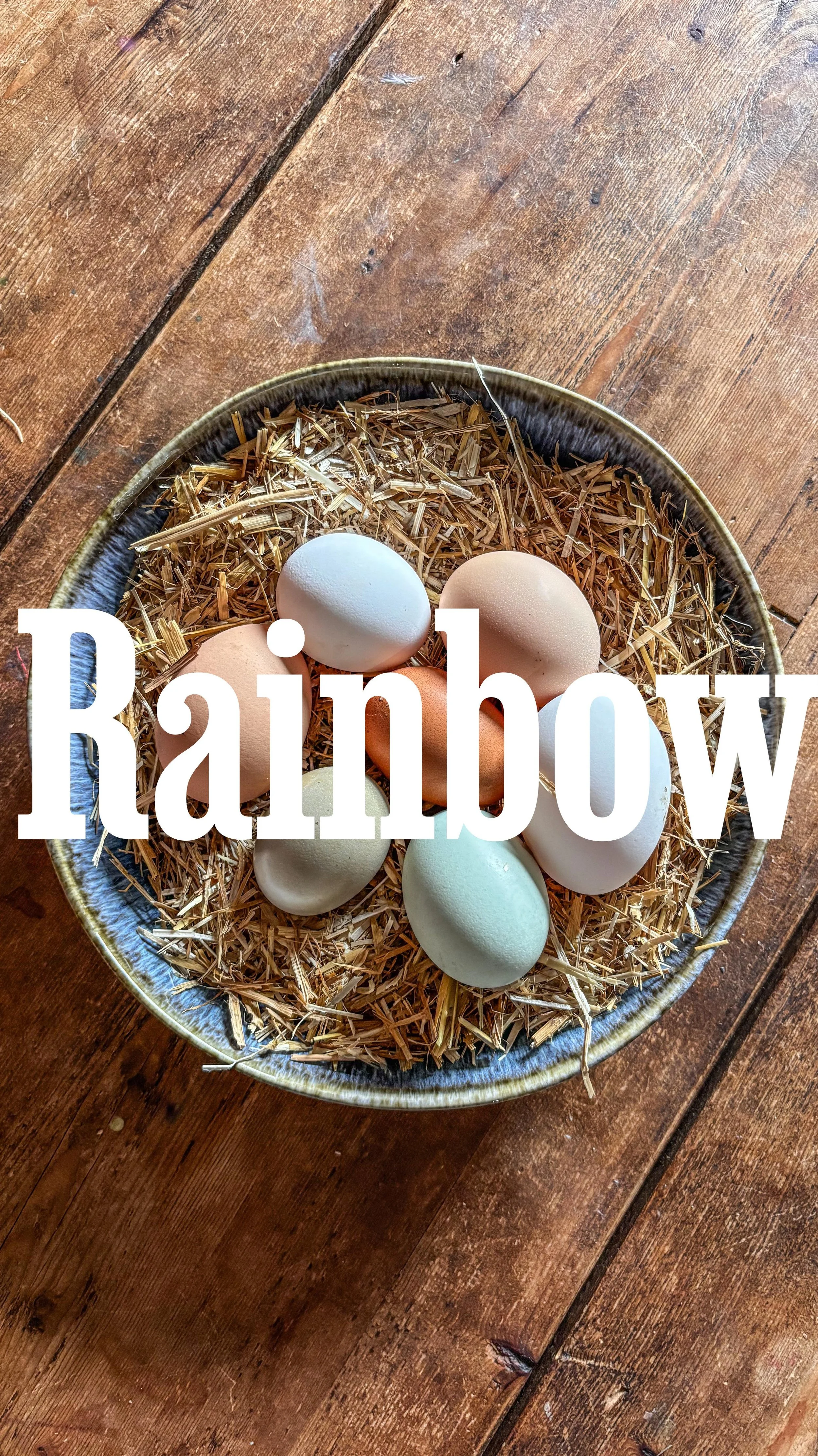 🌈🥚 Rainbow eggs at Trengale with our lovely new arrivals! 🐔💚 Brown, dark brown, green, blue and white… can you guess which of our cheeky chickens lays which colour? 😍🐓
All these beautiful eggs are completely complementary for our wonder