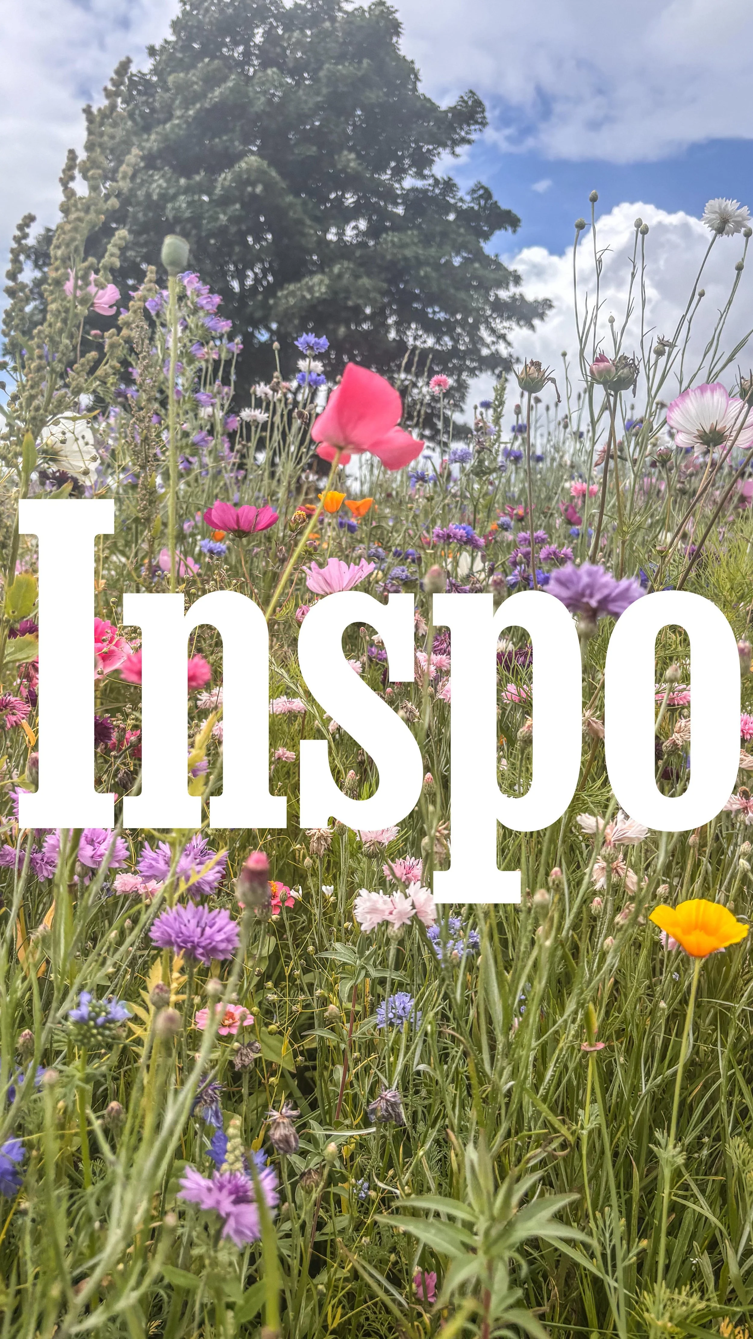 POV:
You’ve just spent a fabulous week in Cornwall…
Now your phone is overflowing with boat ride videos, wildflower snaps, cosy cottage corners, garden chill-outs, and at least one photo of you befriending a chicken 🐓🌸🌊
It’s bee