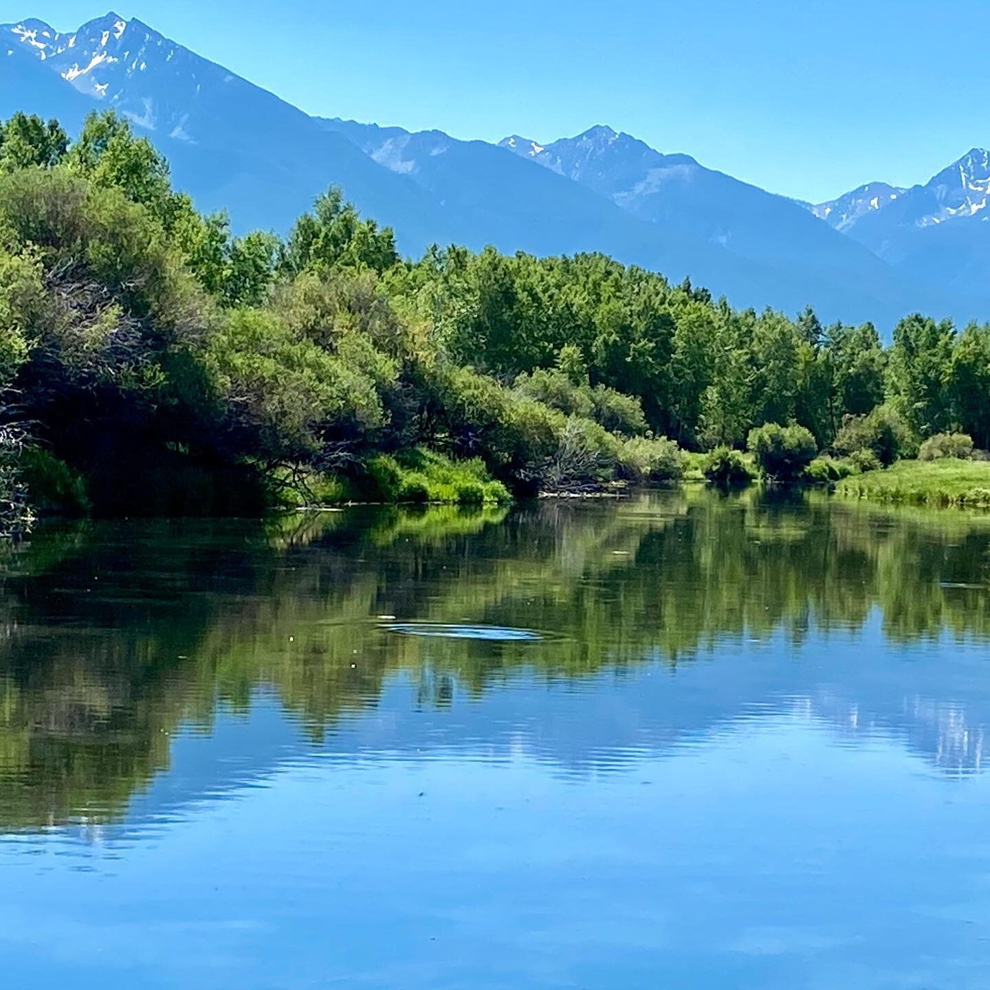 It&rsquo;s hard to beat wading a cool spring creek on a warm summers day. 
#flyfishing #springcreek #wadefishing #montana #rivers #paradisevalley #flyfishmontana406