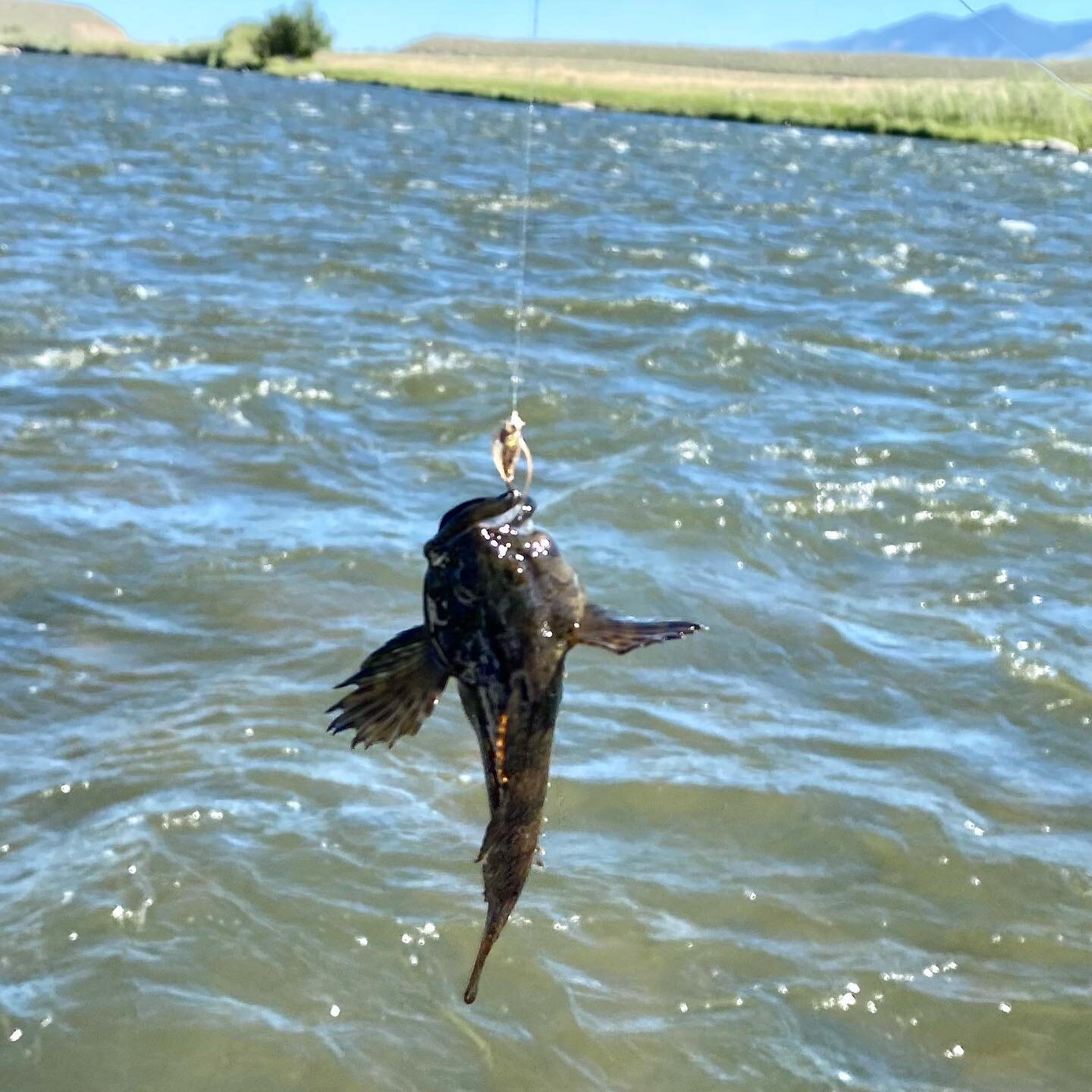 You never know what you&rsquo;re going to catch. 
#sculpin #madisonriver #fishing #flyfishing #surprisecatch #flyfishmontana406